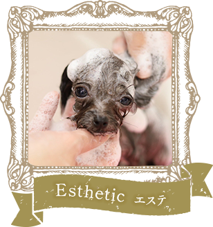 Esthetic