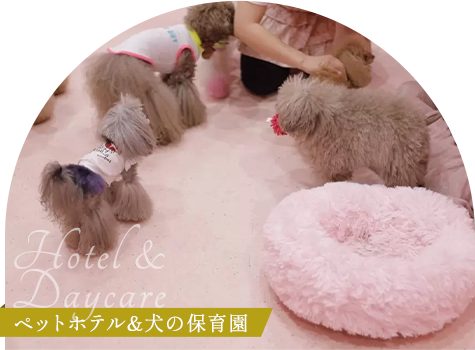 Hotel & Daycare