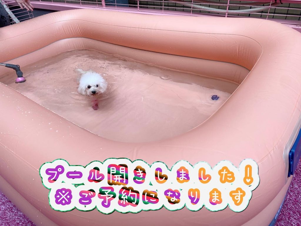 ドッグプール