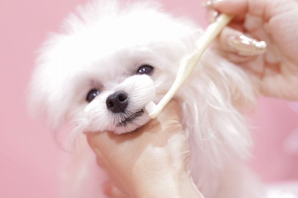 はみがき