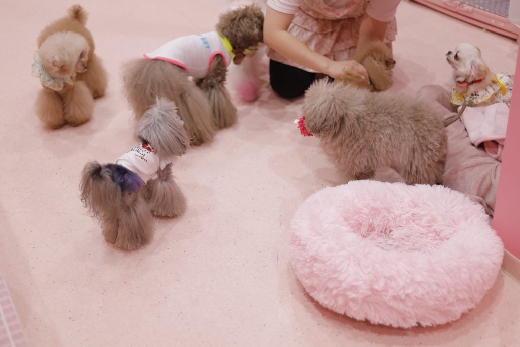 犬の保育園