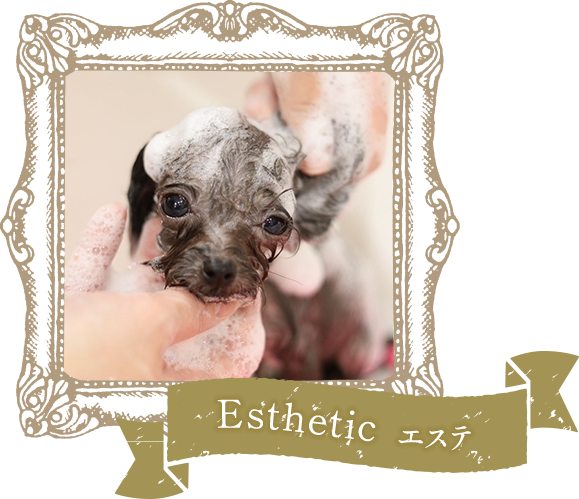 Esthetic