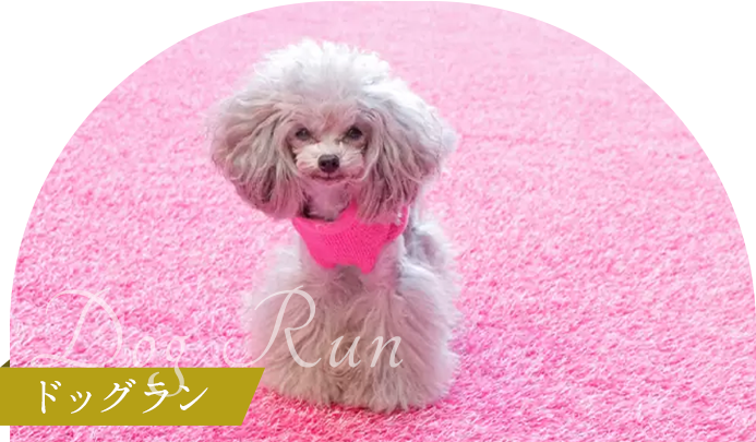 Dog Run