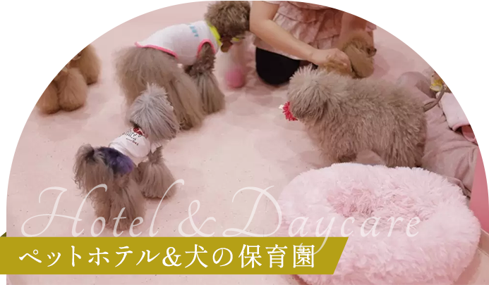 Hotel & Daycare